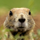 Illustration for article titled Plague-Infected Prairie Dogs Force Areas Near Denver to Be Closed to Public